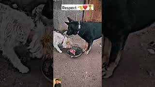 Respect 🥺❤️ #respect  #amazing  #likeaboss respect viral short 2024 fun for YouTube