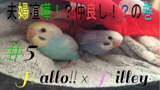 セキセイインコ　雛　夫婦喧嘩！？仲良し！？の巻　Couple's quarrel Hello!!Tilley 5