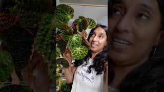 Begonia ferox Propagation Part 1