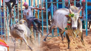 கொல வெறியா இருக்கான் ||பாளை கொம்பன் ஆட்டம் ||jallikattu ||collection point