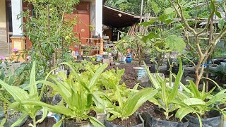 Update Perkembangan Tanaman di Kebun Mini Depan Rumah || Sayuran Organik