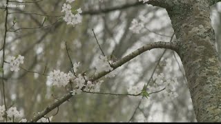 Why you still may be experiencing allergy symptoms with a moderate pollen count