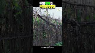 বাংলার ঐতিহ্যবাহী পান বরজ | কৃষকের জীবন ও সংগ্রাম