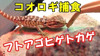 フトアゴヒゲトカゲのベビーがコオロギ捕食【生き餌やり】