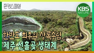 20년 전 제주 선흘곶 생태현장, 줄장지뱀 산란현장 포착 [환경스페셜-한반도 최후의 상록수림, 제주 선흘곶] / KBS 19990915 방송