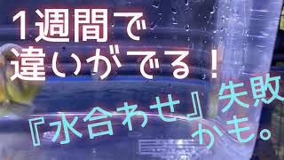 『1週間』で違いがでる！『水合わせ』について！