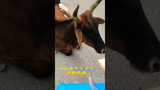 cow crying for baby🥺|mom cow crying for baby🥺🥺🥺🙏🙏🙏