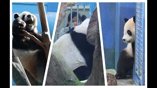 20250210 餵食為何不提早 圓寶難睡還被擾(早餐) Giant Panda Yuan Bao