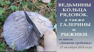 Ведьмины  кольца рядовок, а также Галерины и Рыжики.. Дневник грибник 17 октября 2018 года.