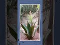 Jardin Majorelle Yves Saint Laurent Mansion Marrakesh