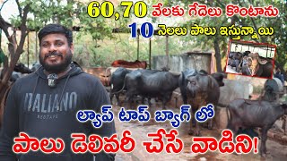 ల్యాప్ టాప్ బ్యాగ్ లో పాలు డెలివరీ చేసేది |తక్కువ లో గేదెలు కొంటాను ,ఎక్కువ రోజులు పాలు ఇస్తున్నాయి!