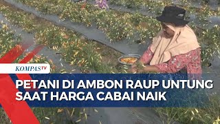 Petani di Ambon Raup Untung saat Harga Cabai Naik