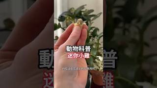 【动物科普】你见过这么迷你版的小鸡吗？