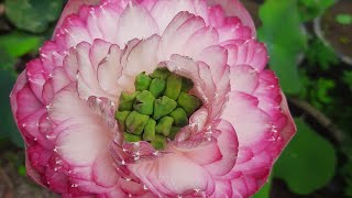 Miracle lotus #flower #garden #lotus #plant #viral #shorts #short #reels #status #Flower Verse