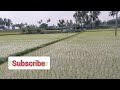 paddy field agriculture விவசாயம் நெல் வயல் பசுமை