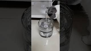 #shorts #自動給水器を飲んでいる猫の姿   シリーズ187  #猫  #給水器 #猫のいる暮らし  #猫のいる生活   #猫可愛い #cat