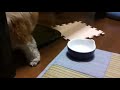 ドッグフードを食べるシーズー犬「ぽんず」