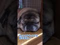 【パグ 】ぶんちゃん、どこ行った？＃shorts＃パグ ＃pug＃犬のいる暮らし＃シニアパグ