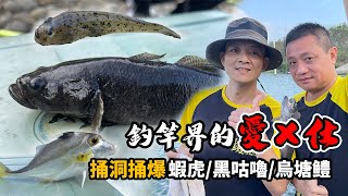 釣魚系列｜捅洞野生「蝦虎」口感一極棒，中華烏塘鳢（黑咕嚕）通通新鮮上桌（上集）