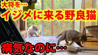 病気で弱った猫をイジメに来るボス野良猫