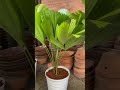 ruffled fan palm with beautiful leaf #palm #houseplant