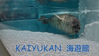 【旅行】世界最大級の水族館を堪能！いろいろな生き物をみてリラックス【海遊館】