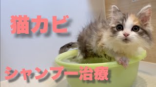 【徹底解説】猫カビ完治！最高のシャンプー治療法を教えます!!