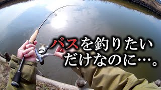 シャッドのみでクリーク釣行してみました。【バス釣り】#65＜右巻き大好き＞