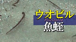 【 ウオビル 】魚の血を吸う海のヒル　Piscicolidae