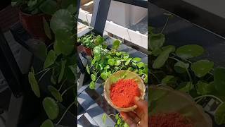 ഭയപ്പെടണ്ട ചെമ്പകം പക്കത്തില് വാ🤗Natural sindoor @ home🤗diy#subscribe #shortvideo #shortsfeed