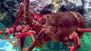 イセエビ　Japanese spiny lobster　Panulirus japonicus