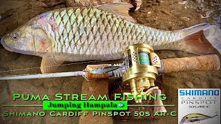 Shimano Cardiff Pinspot 50s AR-C | Jumping Hampala🐟