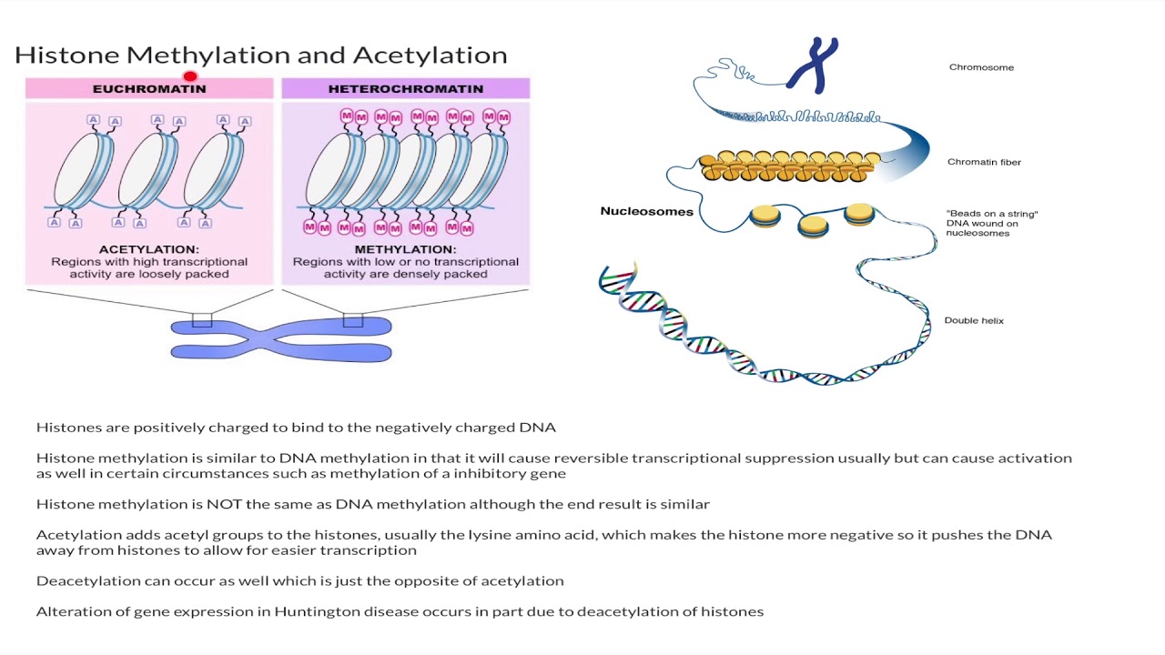Histone Methylation And Acetylation Youtube