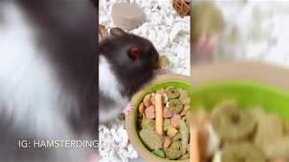 Hamsterdingding．黃金鼠霸氣吃東西．黃金鼠．熊仔鼠．黑豆