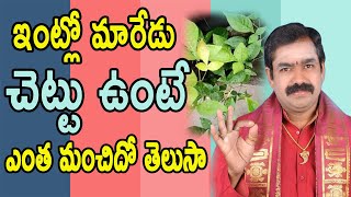 Maredu Chettu Intlo Undocha | Benefits of Maredu | Maredu Chettu | Bael Tree | Pooja Tv Telugu