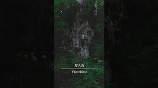 Yakushima｜屋久島｜屋久岛｜야쿠시마｜ยาคุชิมะ