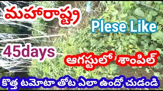 17 July 2023# మహారాష్ట్ర కొత్త టమాటా పంట# New tomato Crop Maharashtra#Nasik in Tomoto crop #Full