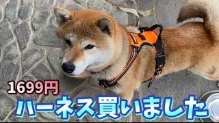 【柴犬】にハーネスを買ってあげたらお散歩を中断するハメに！！shiba inu