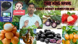 RAMBUTAN N18 BIG SIZE PLANTS /THAI KING NJAVAL 315GRAMS/MILK FRUIT/ACHAACHARU FRUIT/ EXOTIC FRUITS