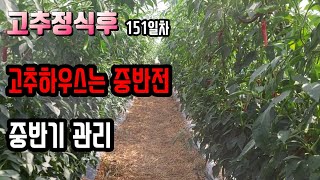 9월시작 비가림하우스 고추키우기 중반전? 고추 12월까지 크게 키워보자!!!