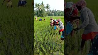 விவசாயம் ஒரு நம்பிக்கை 🌾🌾🌾♥️💯