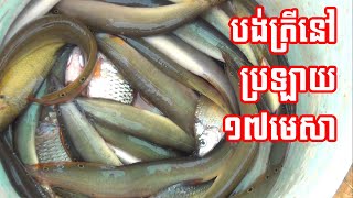 បង់ត្រីទឹកស្រកនៅប្រឡាយ១៧មេសា | Cast Net Fishing In 17 April Dam