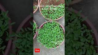 How to Grow Coriander | Coriander Seed treatment to get best results max yield