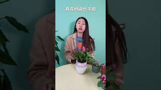 蟹爪蘭為啥不開花？沐沐告訴你原因