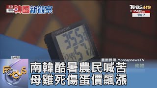 南韓酷暑農民喊苦 母雞死傷蛋價飆漲｜FOCUS午間新聞 20240819@tvbsfocus