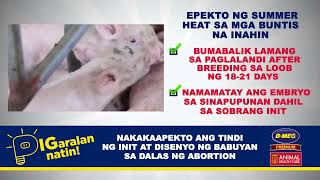 PIGARALAN NATIN: EPEKTO NG HEAT STRESS SA PAGPAPARAMI NG BABOY