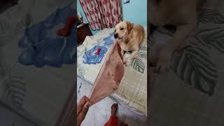 Highlight 13:05 – 18:05 from CRIMEMASTER COCO - THE LABRADOR is live