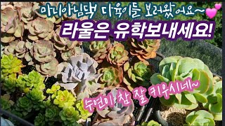 마니아님 다육이들 보러왔어요~ ^^ 슬기로운 걸이대 다육생활 ~