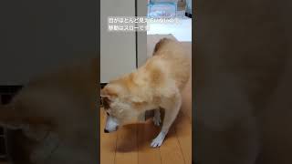 7/25認知症の柴犬くぅです。だいたい、前日の様子をアップしています#老犬介護#老犬#柴犬#shorts