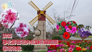 2025 彰化芬園 花卉生產休憩園區 櫻花花況